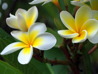 Χτύπα ξύλο!